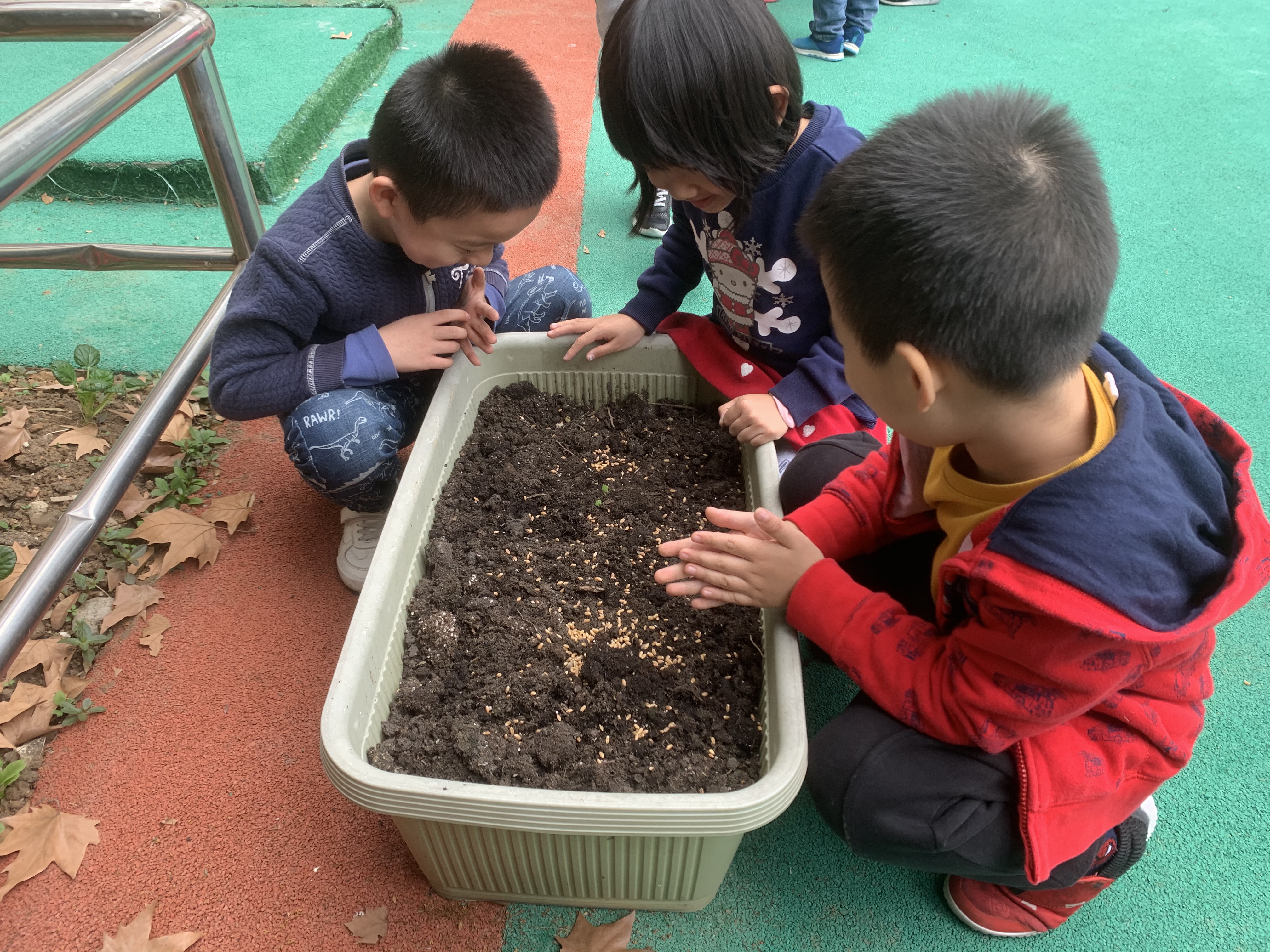 小麦种植活动